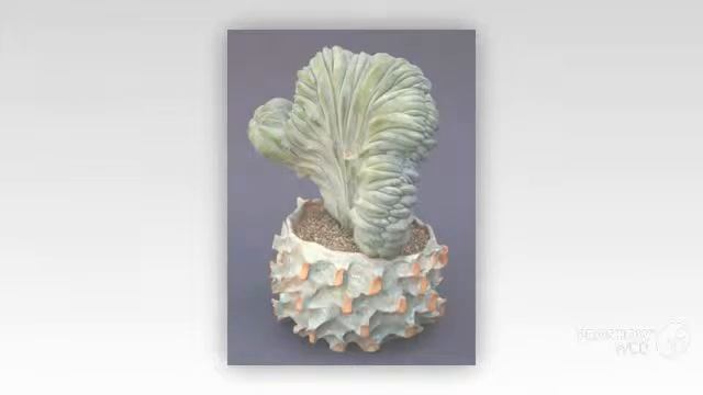 Myrtillocactus - garden plants смотреть онлайн