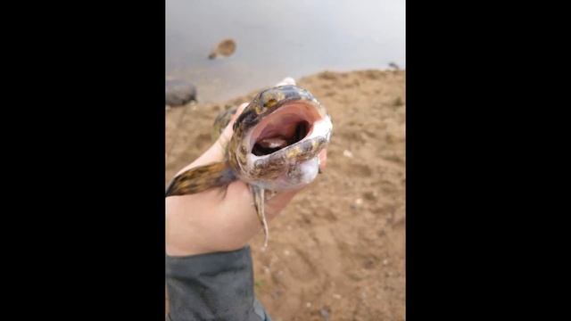 На что ловить налима. Устройство снасти. Топ наживок. Как и на что. смотреть онлайн