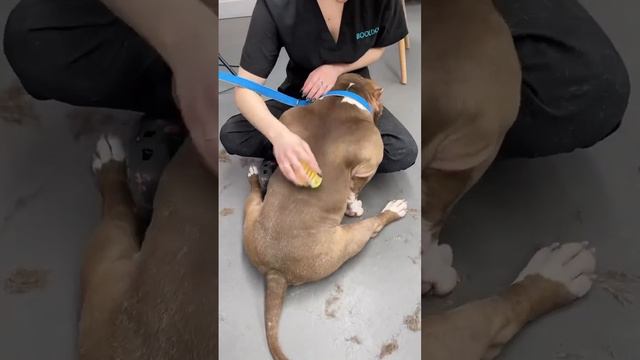 Когда на линьке ну просто максимально расслабило 🤤 #собаки #бульдог #груминг смотреть онлайн