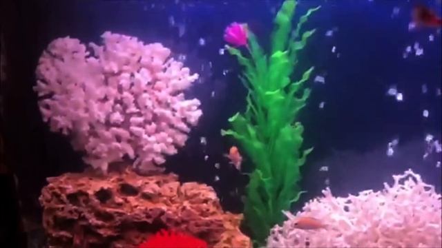 300л панорамный аквариум Зеленоградские аквариумные комплексы. Оформление Псевдоморе