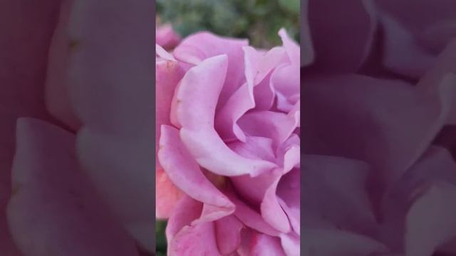 purple rose, Angel face rose