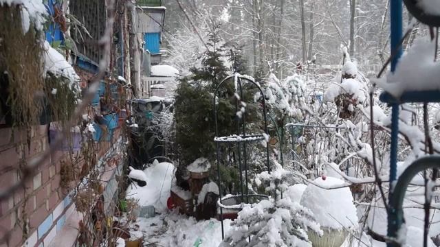 Поднимаем тую и подвязываем ее смотреть онлайн