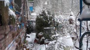 Поднимаем   тую  и подвязываем  ее