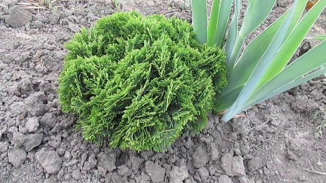 Туя Даника смотреть онлайн