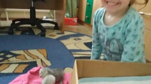 КОТЯТАМ 10 ДНЕЙ ИГРАЮТ С РЕБЕНКОМ ? КОШКА МАМА ? МЯУКАНЬЕ  КОТЯТ ? Meowing Kitten Cat КОТЫ И ДЕТИ