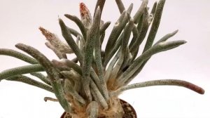 Астрофитум Голова-медузы. Редкий кактус. Astrophytum (Digitostigma) caput-medusae.
