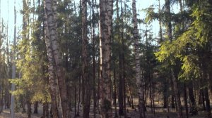 Трехгорка Подушкинский лес