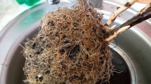 Размножение малины: от крапивки до большого куста. НЕОЖИДАННЫЕ результаты.