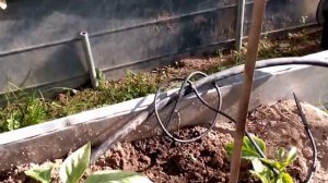 Пример КАПЕЛЬНОГО ПОЛИВА в теплице