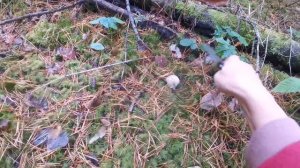 Грибы в октябре. 17 октября 2023г.