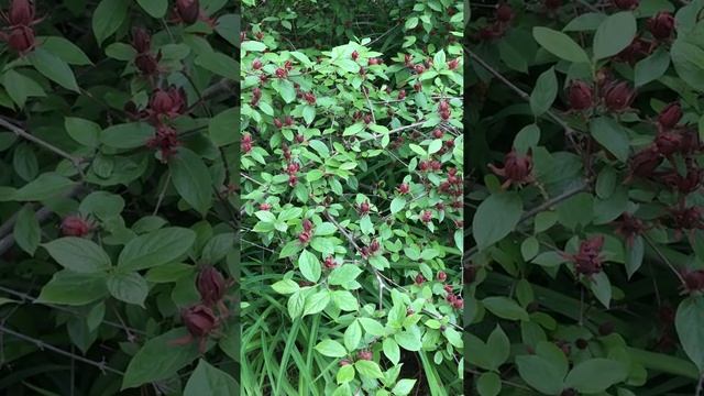 Calycanthus floridus смотреть онлайн