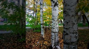 Осенний Стриптиз.avi