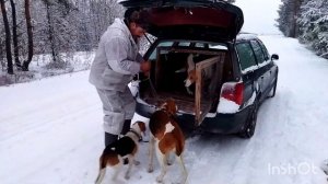 ОХОТА С РУССКО-ПЕГИМИ ГОНЧИМИ И ЭСТОНЦАМИ НА ЗАЙЦА В БЕЛОРУССИИ