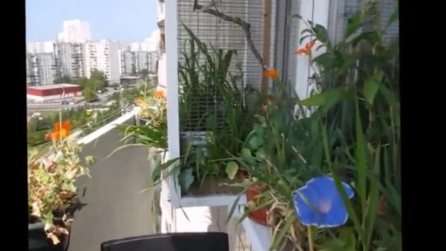 Вольер для попугаев корелл НА БАЛКОНЕ!