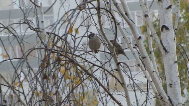 осеннее утро двух пар воробьев с семейной дракой смотреть онлайн