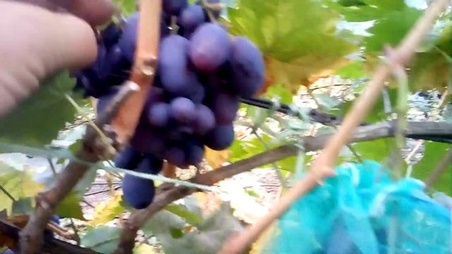 Виноград Велика и Хаджи Мурат. смотреть онлайн