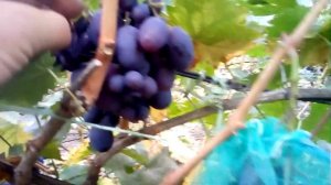 Виноград Велика и Хаджи Мурат.