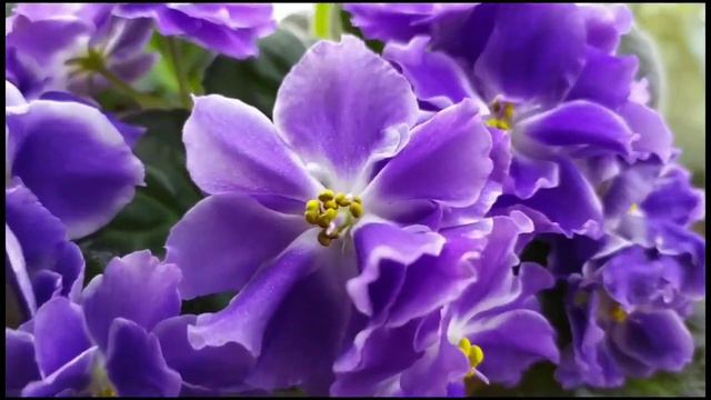 7 ФИАЛОК С НАЗВАНИЯМИ смотреть онлайн