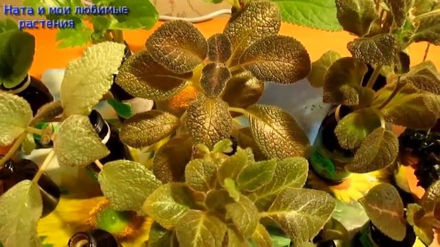 Цветочные будни :  пересадка колумней , фиалок , посадка укоренённых черенков геснериевых