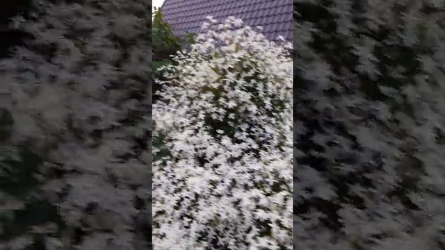 Дача день за днем. За соседским забором. смотреть онлайн