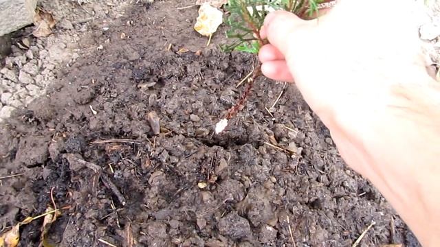 Размножение хвойных черенками,первый опыт не очень удачный/Propagation by coniferous cuttings