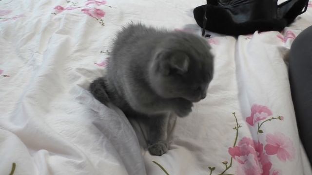 ЧТО БУДЕТ ЕСЛИ ПАПА останется с котенком дома один? Каждый папа такой смотреть онлайн