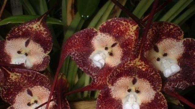 #ОРХИДЕЯ #ДРАКУЛА / ОРХИДЕЯ ДРАКУЛА / #ORHIDS смотреть онлайн