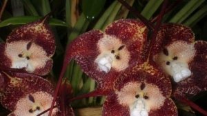 #ОРХИДЕЯ  #ДРАКУЛА / ОРХИДЕЯ  ДРАКУЛА / #ORHIDS
