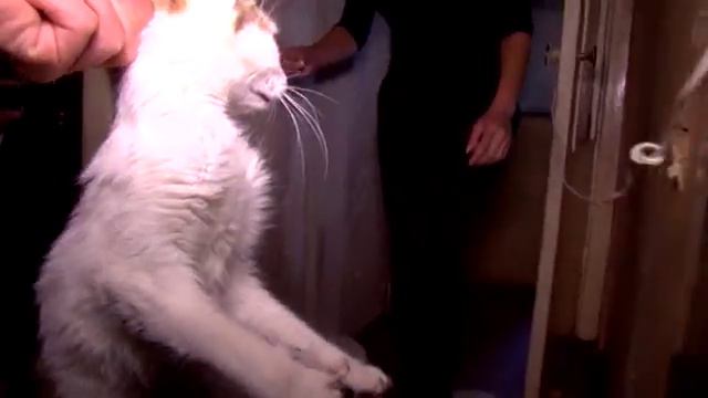 Почти месяц в запертой квартире жили животные смотреть онлайн