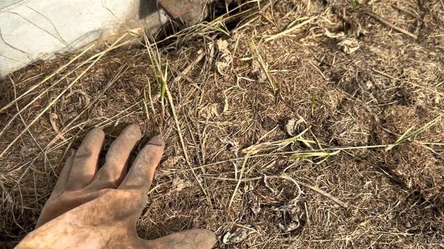 ГОТОВЛЮ ТЕПЛИЦУ И ГРЯДКИ К НОВОМУ СЕЗОНУ. ОТВЕЧАЮ НА ВАШИ ПОПУЛЯРНЫЕ ВОПРОСЫ смотреть онлайн