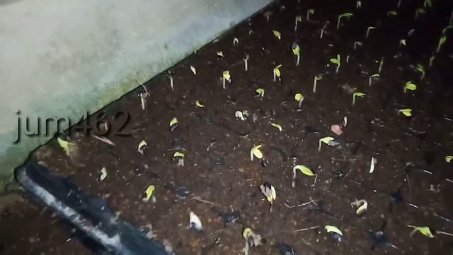 Cara semai bunga matahari смотреть онлайн