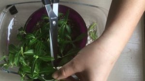 Катарантус: собираем семена, черенкуем.