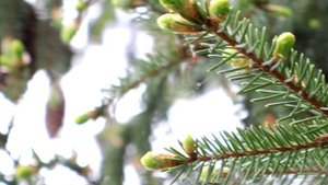 молодые разные шишечки