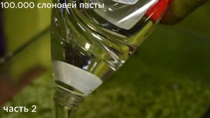100.000 литров слоновей пасты