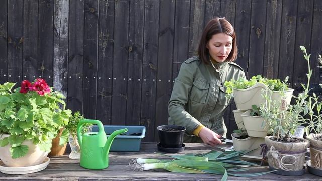 ЛУК ПОРЕЙ: посев на рассаду, агротехника выращивания, зимовка смотреть онлайн