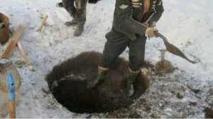 Самое необычное национальное блюдо народов Чукотки Эскимосов- кивеак