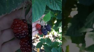 Ежевика Черная магия