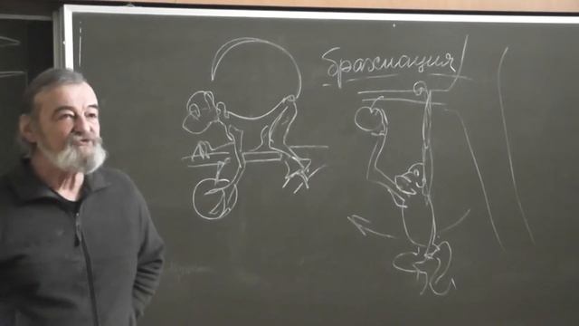 4.5 Человекообразные и мартышкообразные обезьяны. Брахиация