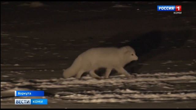 Увеличение численности песцов в Воркуте смотреть онлайн