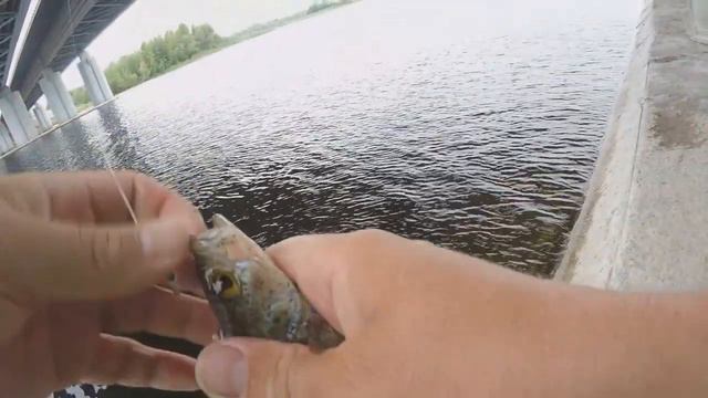 ОКУНЬ В АВГУСТЕ НА "ТЕЙЛ- СПИННЕР". смотреть онлайн