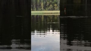 Рыбалка в Карелии река Сегежа