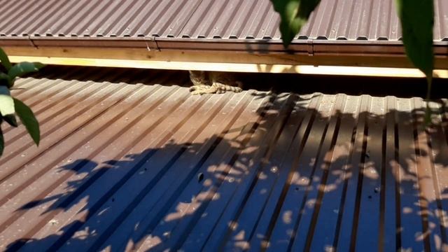 Созрела мушмула. Цитрусовый совхоз. Старая Гагра. Колоннада. Абхазия смотреть онлайн