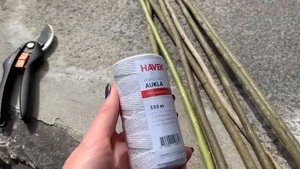 Горох в балконном ящике для цветов / Часть вторая / Подвязка гороха / Супер способ подвязки гороха