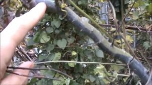 Про иву Вавилонскую Криспа, Свердловскую извилистую и Павловнию