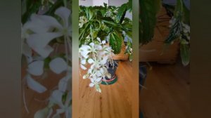 Клеродендрум Уоллича (Просперо) (лат. Clerodendrum wallichii)