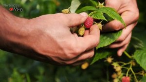 Когда И Как Правильно Сажать Малину?!