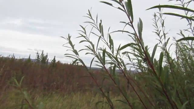 Плантация ивы в сентябре. Особенности агротехники Американки гигантской. смотреть онлайн