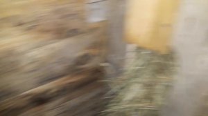 ОКОТ скоро/О КОЗЕ/ОРЛОВСКАЯ-порода/ ждем окот/КАК меняется поведение перед окотом/ 29.12.18 г.