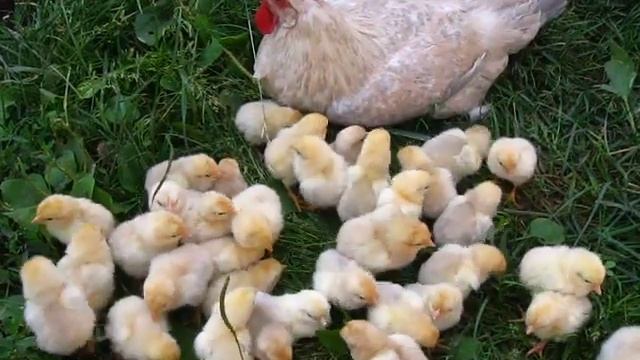 Леггорн, окрас Изабелла парцеляновая смотреть онлайн