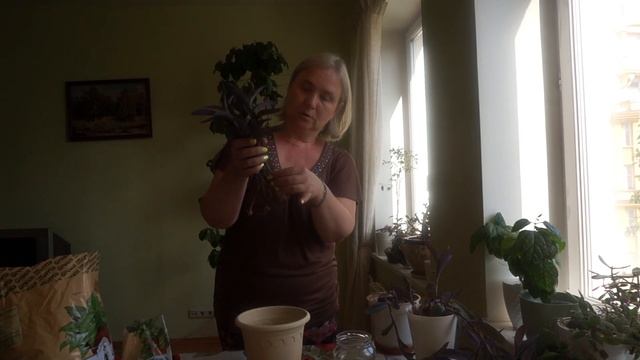 Обновление куста традесканции. Посадка традесканции.